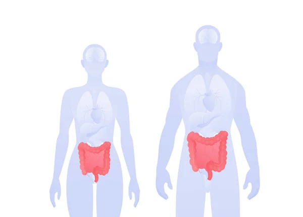 人間の内臓情報学だ ベクターフラットヘルスケアイラスト 男性と女性のシルエット 赤い腸と消化器系のシンボル 消化器病学のためのデザイン — ストックベクタ