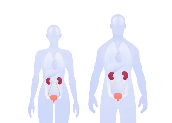 人間の内臓情報学だ ベクターフラットヘルスケアイラスト 男性と女性のシルエット 赤い腎臓 尿系のシンボル 病理学のためのデザイン — ストックベクタ