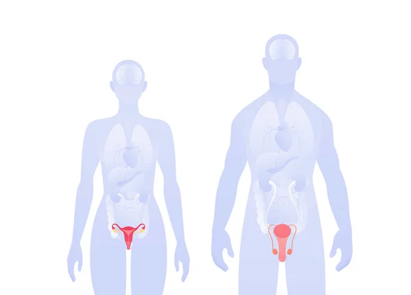 Human Inner Organ Infographic Vector Flat Healthcare Illustration Male Female — Stockvector