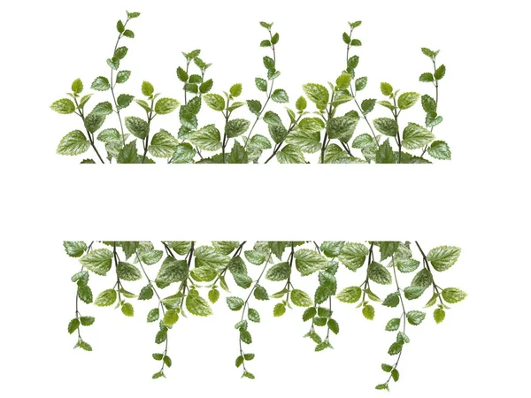 Σύνθεση Λουλουδιού Πράσινα Φύλλα Λευκό Φόντο Στοιχείο Σχεδιασμού Γάμου Εορταστική — Φωτογραφία Αρχείου