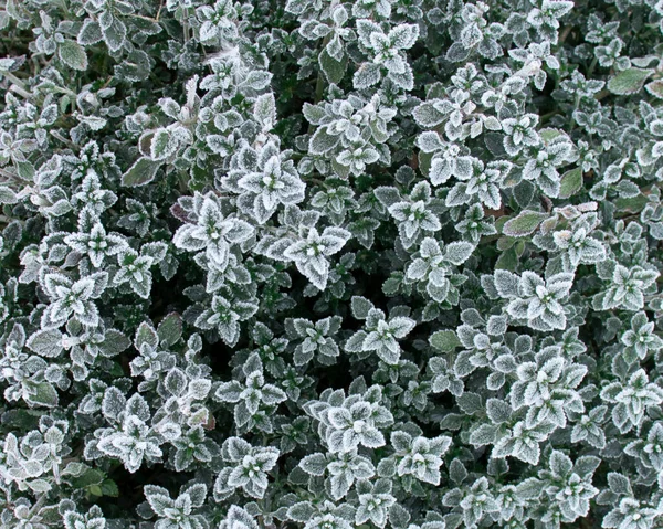 Green leaves are covered with frost in winter. Frost on the branches. The first frosts, cold, frost and frost. Freezing.