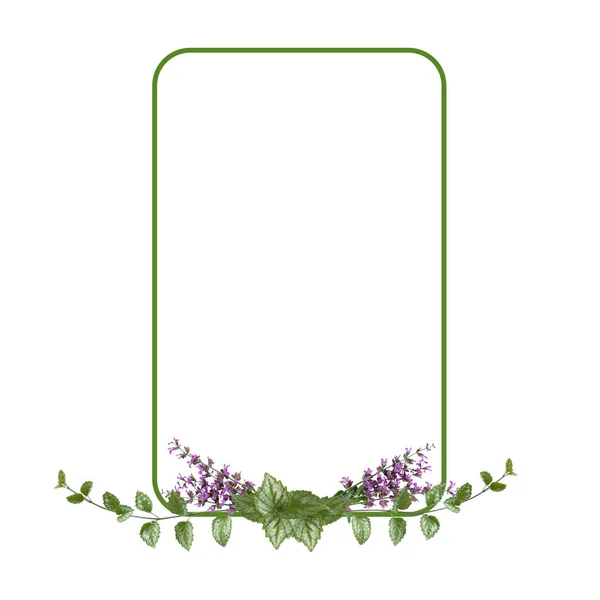 Ορθογώνια Διάταξη Λουλουδιών Φασκόμηλο Λουλούδια Και Πράσινα Φύλλα Απομονώνονται Λευκό — Φωτογραφία Αρχείου