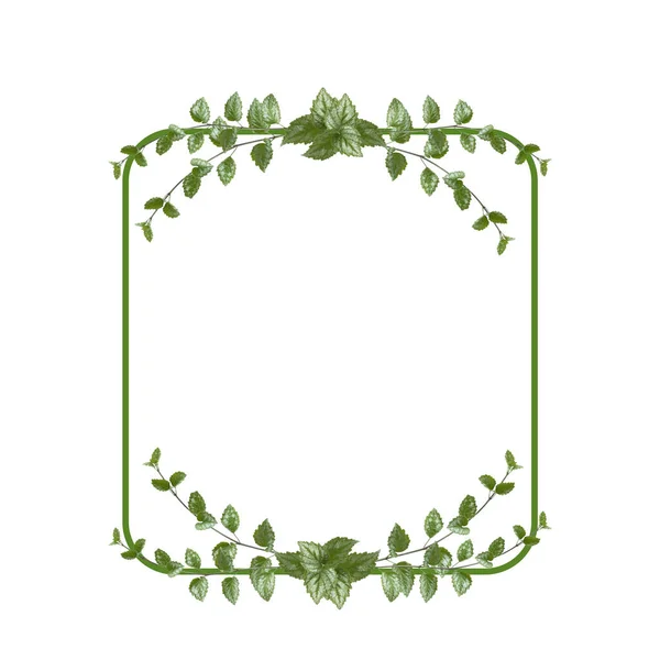 Ορθογώνια Διάταξη Λουλουδιών Πράσινα Φύλλα Απομονώνονται Λευκό Φόντο Στοιχείο Σχεδιασμού — Φωτογραφία Αρχείου