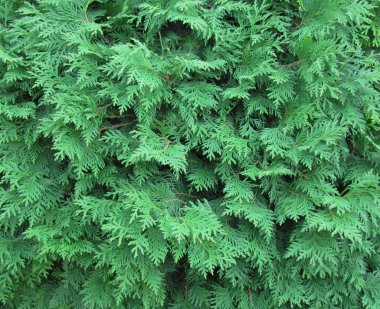 Yeşil thuja dallarına yakın çekim. Evergreen ağacı. Selvi.                             