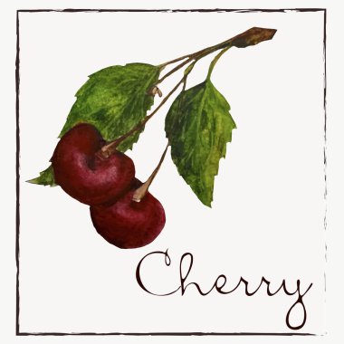 Kiraz. Suluboya botanikçi illüstrasyon koleksiyonu