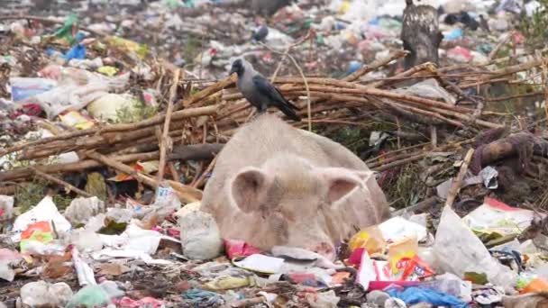 Bir Domuz Çöp Sahasında Yatıyor Sırtında Iki Kuş Var — Stok video