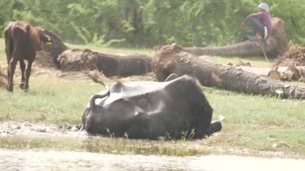 观看一头水牛躺在河岸休息的现场录像 — 图库视频影像