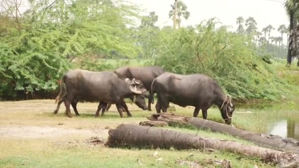 Buffalos Walking Shallow Water Trees Them — Stock Video