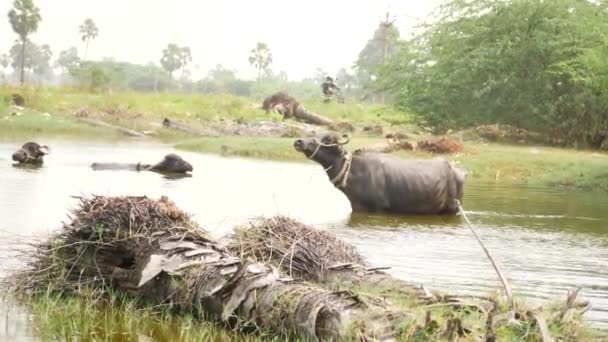 水牛は水の中を歩く 彼らの頭だけで川の他の2つ — ストック動画