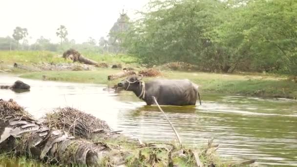 Een Buffel Wandelen Een Ondiepe Rivier Buurt Van Weg Het — Stockvideo
