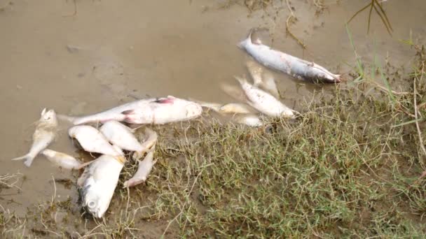 许多死了的白鱼毫无生气地躺在河岸上 上面是草 — 图库视频影像