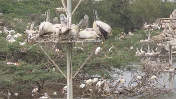 Manada Aves Ciconiiformes Migratorias Que Descansan Sobre Percher Aves — Vídeos de Stock