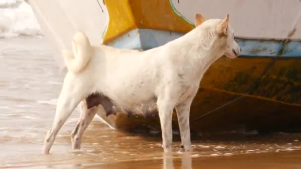 Biały Pies Stojący Tyłu Wielkiej Łodzi Brzegu Myjący Nogi Wodą — Wideo stockowe
