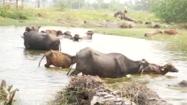 Arkasındaki sığ bir nehir ormanında yürüyen küçük kahverengi ve büyük bufalolar.
