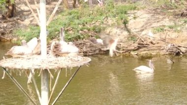 Ciconiiformes kuşlar yakın çekim kuş perher üzerinde oturan tek bir Ciconiiiforme kuş su içinde yüzen