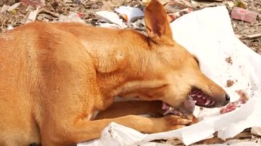 Naylon bir torbada balığın kemiklerini yiyen yerel bir köpeğin yarı vücudu ele geçirilmiş.