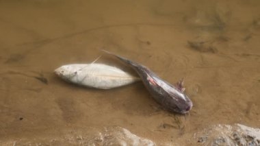 Siyah ölü bir yayın balığı ve beyaz bir tilapia balığı cansız bir şekilde kumların üzerinde yatıyor.