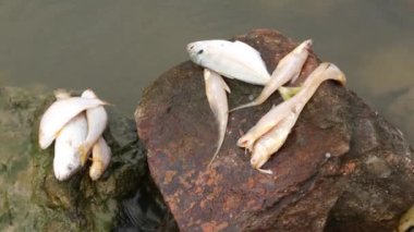 Beyaz tilapia ve ince balıklar altında akan kaya nehrinin üzerinde yatıyor.