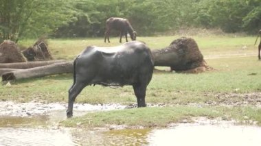 Bataklıkta beslenen bir bufalo, arka planda yürüyen bufalolar.