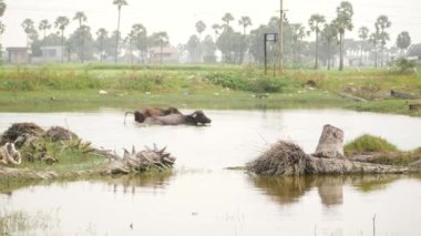 Yol kenarındaki bir nehirde iki bufalo, biri yürüyor, diğeri oturuyor.