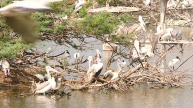 Ciconiiformes sürüsü gölün kıyısında balık tutan kuşlar.