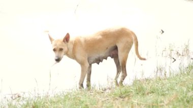 Beslenmek için nehirde küçük bir balık yakalayan bir köpeğin canlı videosu.