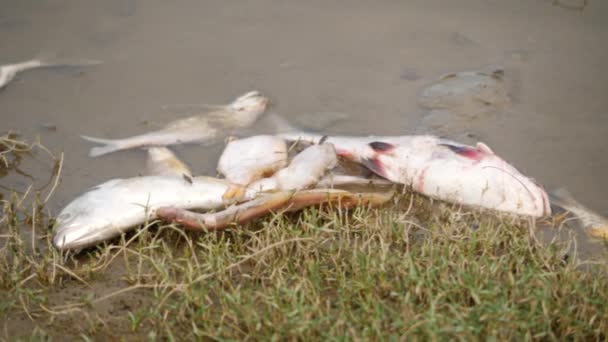 Πολλά Νεκρά Και Τραυματισμένα Ψάρια Κείτονται Άψυχα Στο Βάλτο Και — Αρχείο Βίντεο
