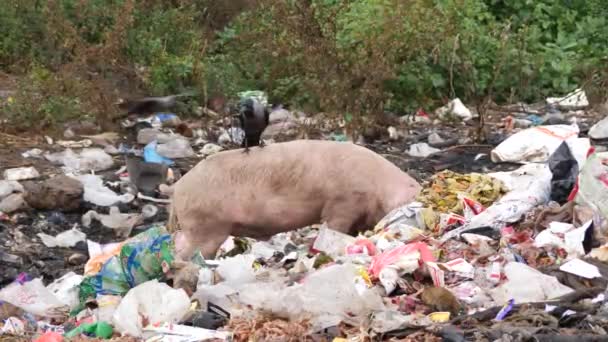 一只猪在垃圾填埋场吃垃圾 一只黑鸟在它的背上 — 图库视频影像