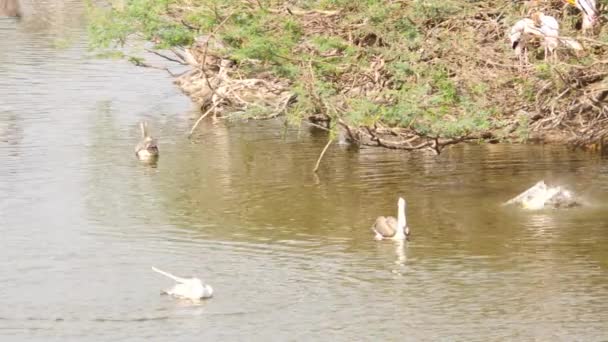 Quatro Pássaros Ciconiiformes Nadando Água — Vídeo de Stock