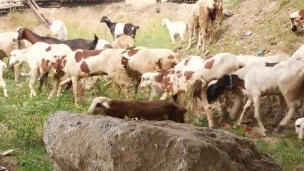 Goats Moving Groups Rock Rear View — Stock Video