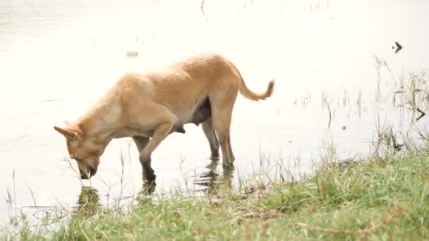 Pies Złapał Długą Rybę Płytkiej Rzece Przyniósł Jedzenia — Wideo stockowe