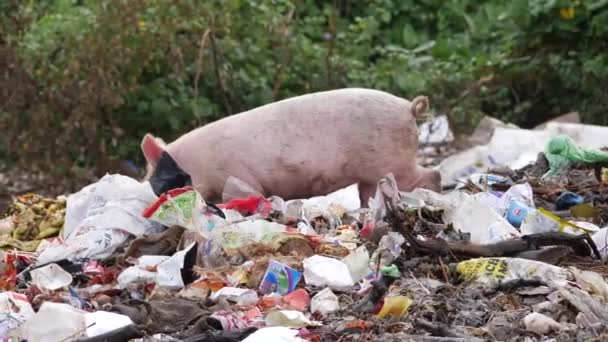 大黑猪在垃圾堆上游荡 其他猪在垃圾堆后面吃垃圾 — 图库视频影像
