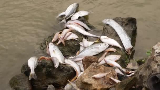 不同种类的鱼躺在河中央的一块大石头上 没有生命 — 图库视频影像