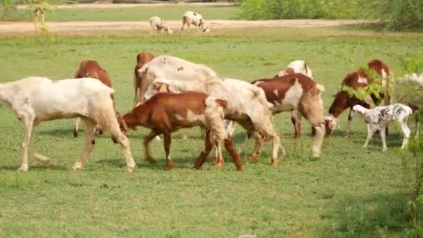 Goats Walking Green Grass Few Feeding Spot — Stock Video
