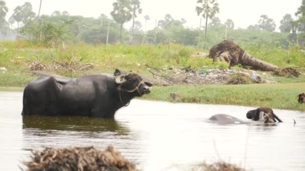 浅い川の中に黒い水牛が立ってる頭だけだ — ストック動画