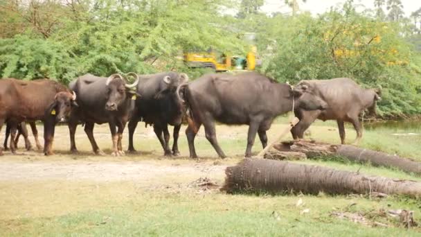 Búfalos Moviéndose Grupos Encontrando Cosas Para Comer Suelo — Vídeo de stock