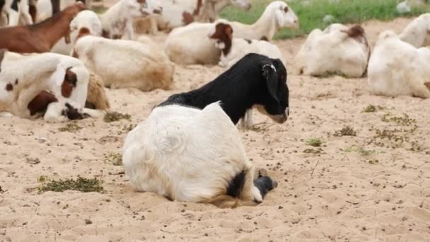Una Cabra Sentada Suelo Con Comezón Barriga Con Barbilla Otras — Vídeos de Stock