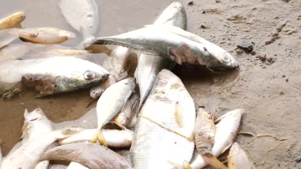 Muitos Peixes Sobrepostos Que Põem Inanimadamente Pela Margem Rio — Vídeo de Stock