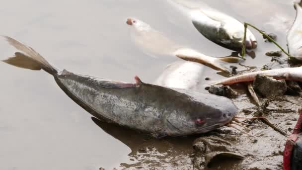 一条死了的大黑鱼和其他的鱼 毫无生气地躺在河边的泥巴上 — 图库视频影像