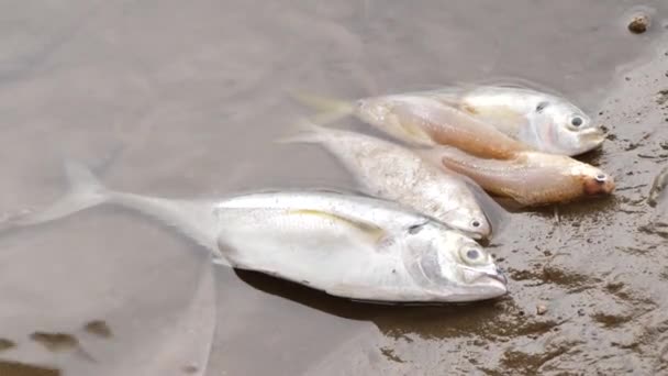 Duża Ryba Trzy Małe Rybki Leżące Martwe Końcu Rzeki — Wideo stockowe