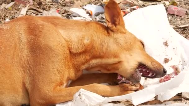 Połowę Ciała Miejscowego Psa Jedzącego Kości Ryby Nylonowej Torbie — Wideo stockowe