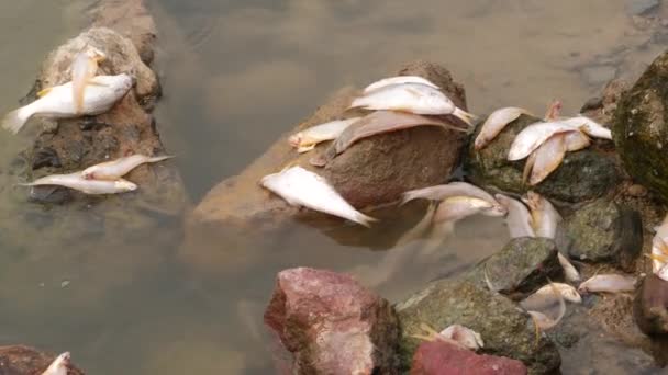 Viele Weiße Fische Liegen Auf Felsen Fluss — Stockvideo
