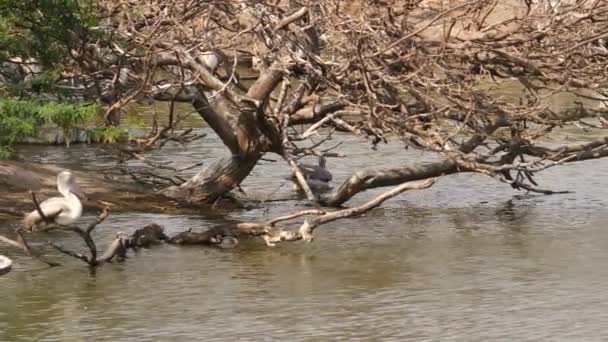 Tiro Ciconiiformes Pássaros Sentados Árvore Junto Rio — Vídeo de Stock