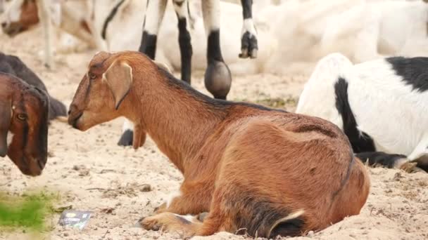 Chèvre Brune Assise Sur Sol Autres Chèvres Derrière Elle — Video