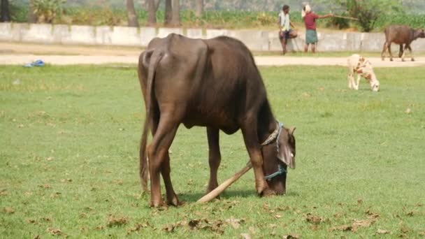 一头奶牛在草地上吃草 人们在讨论它的背景 — 图库视频影像