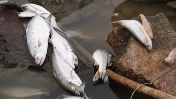 様々な種類の死んだ魚が岩や川の棒に横たわっています — ストック動画