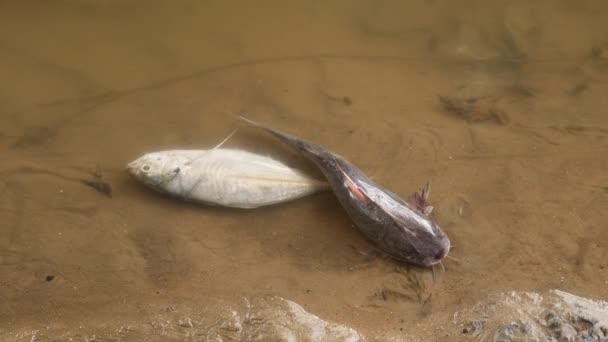 黒い死んだナマズと白いティラピアの魚が砂の上に一生寝そべっている — ストック動画