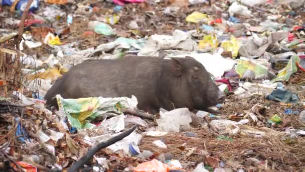 Gran Cerdo Negro Tirado Basura Masticando Algo Boca — Vídeo de stock