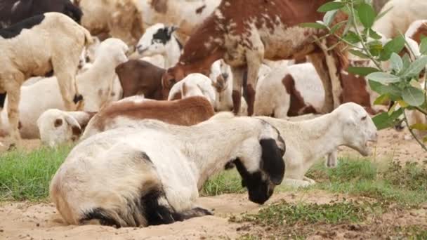 Keçiler Yerde Oturup Yemek Çiğniyor — Stok video