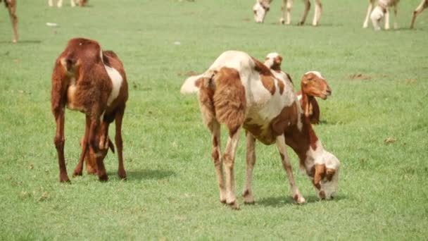 Vídeo Vivo Dos Cabras Alimentándose Hierbas Otras Alimentándose Segundo Plano — Vídeos de Stock